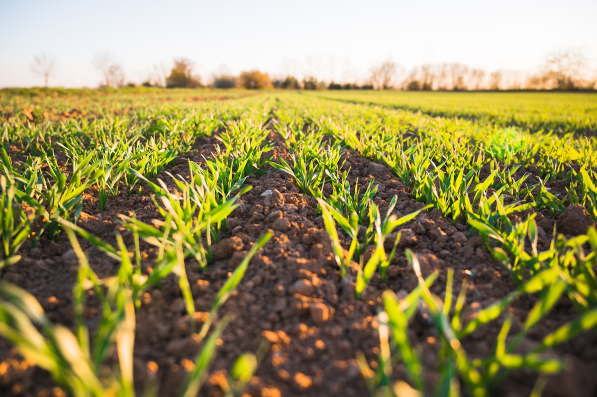 Crop seedlings in a field